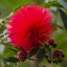 Calliandra haematocephala