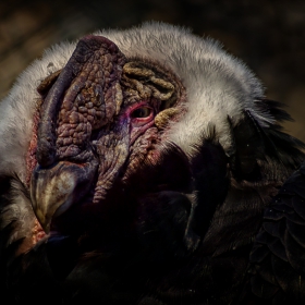 Vultur gryphus