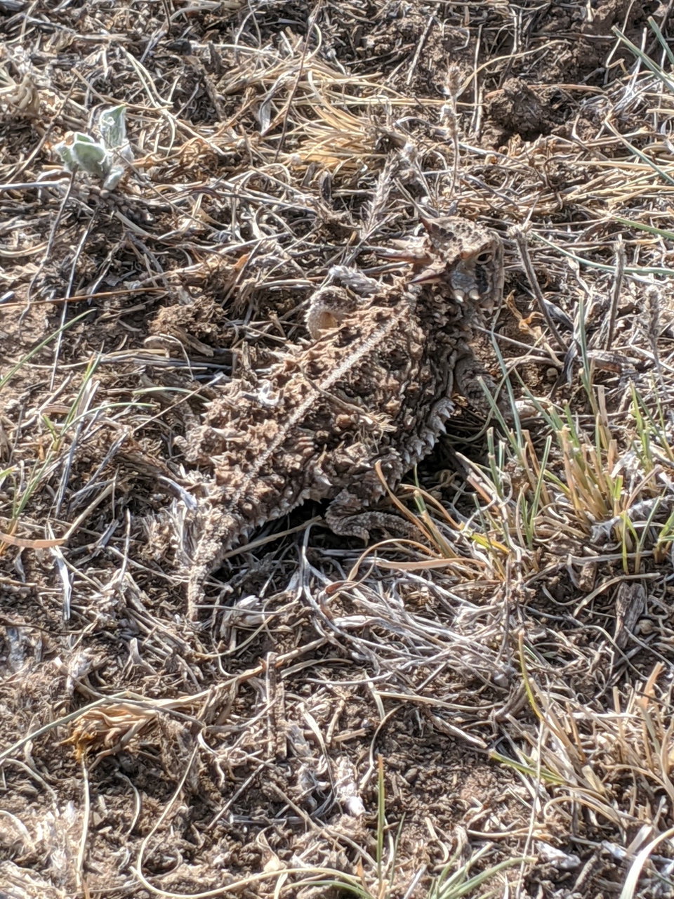 Horned Lizard