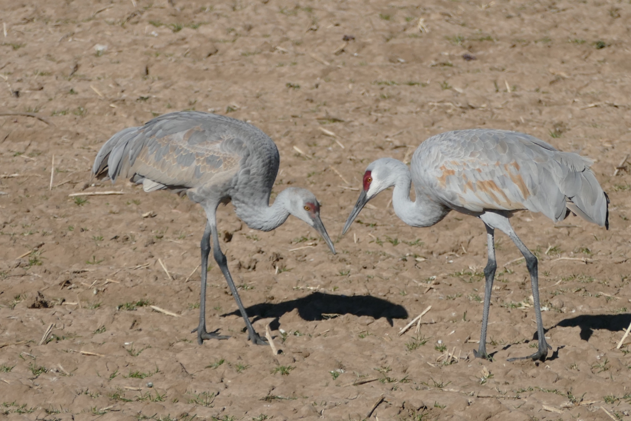 Sandhill cranes
