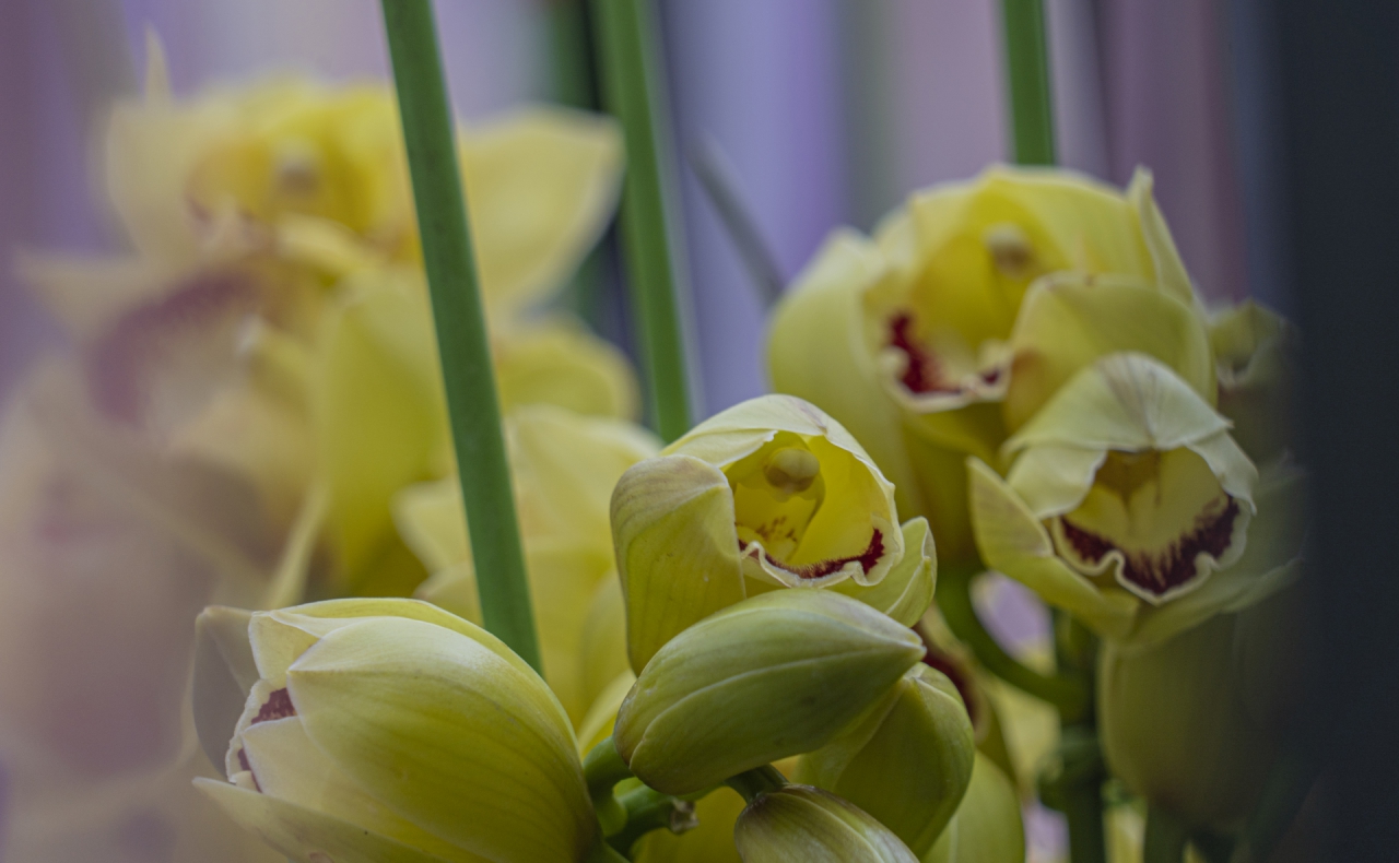 Cymbidium hybridum. Xiamen Botanical Garden