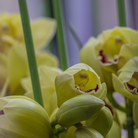 Cymbidium hybridum. Xiamen Botanical Garden