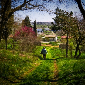 В края на гората