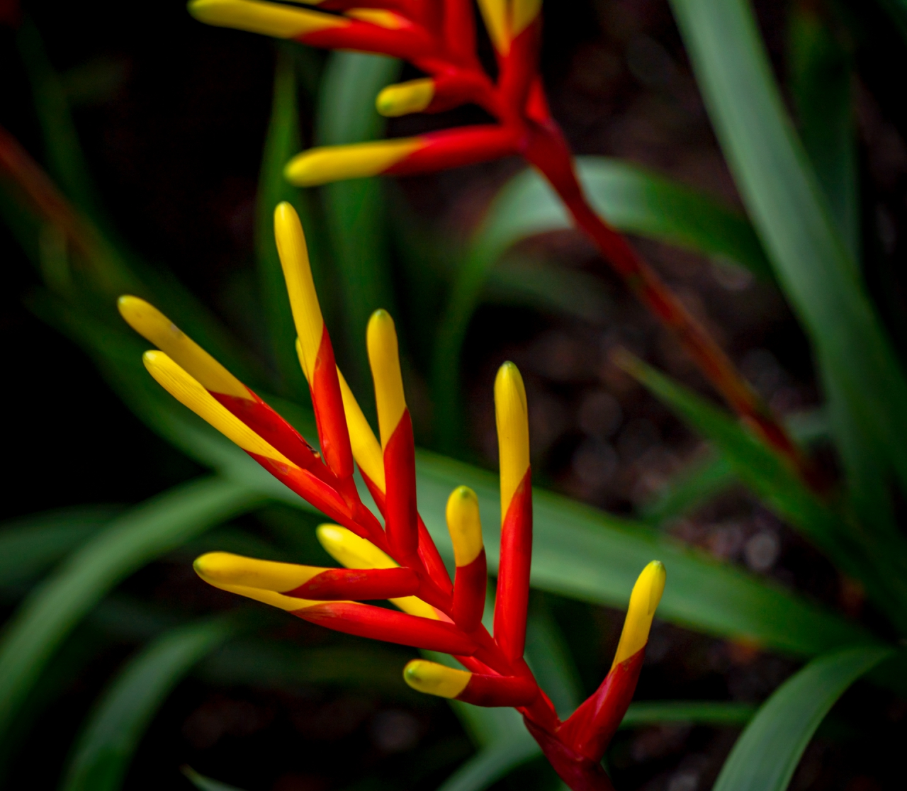 ? Xiamen Tropical Botanical Garden