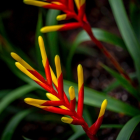 ? Xiamen Tropical Botanical Garden