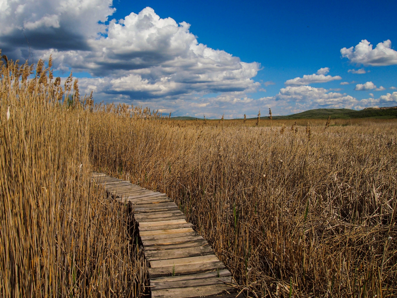 Драгомански блата