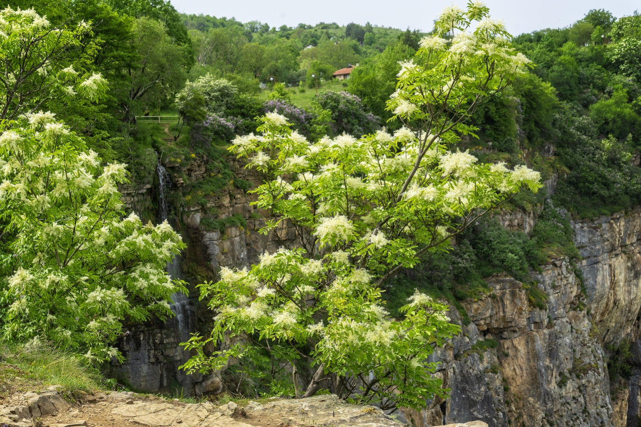 Скакля