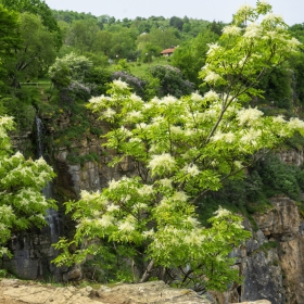 Скакля