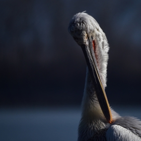 Pelecanus crispus