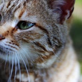 cat