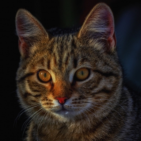 Котенок